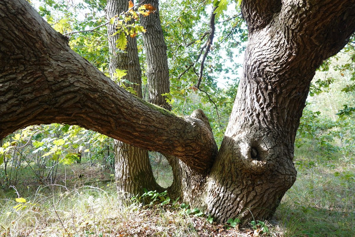 Tree Hazard Assessment Form: The Level 2 TRAQ Walk, Target First
